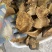 野生岩桑黄各规格齐全，桑树桑黄野生桑黄一手货源