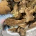 野生岩桑黄各规格齐全，桑树桑黄野生桑黄一手货源