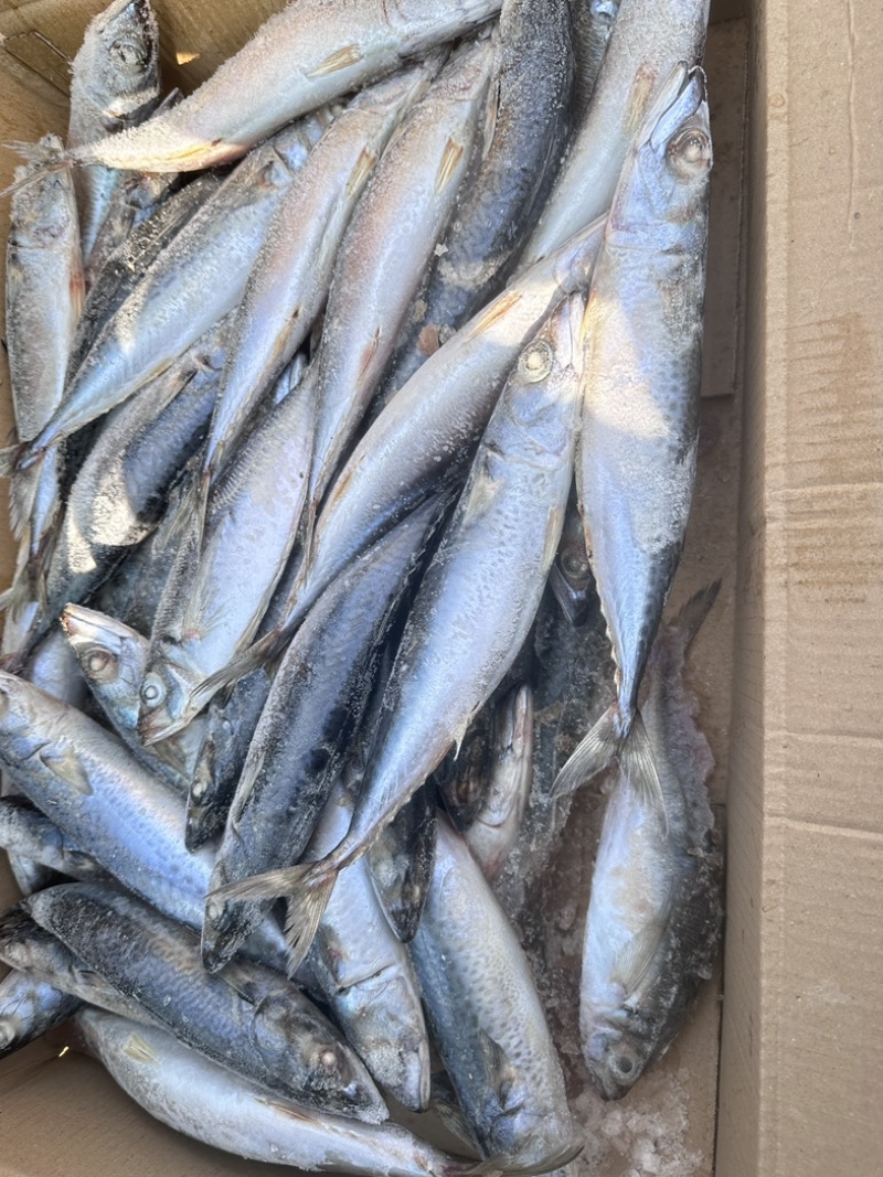 灯光船冻青鱼定重纸箱套内膜带30斤一件
