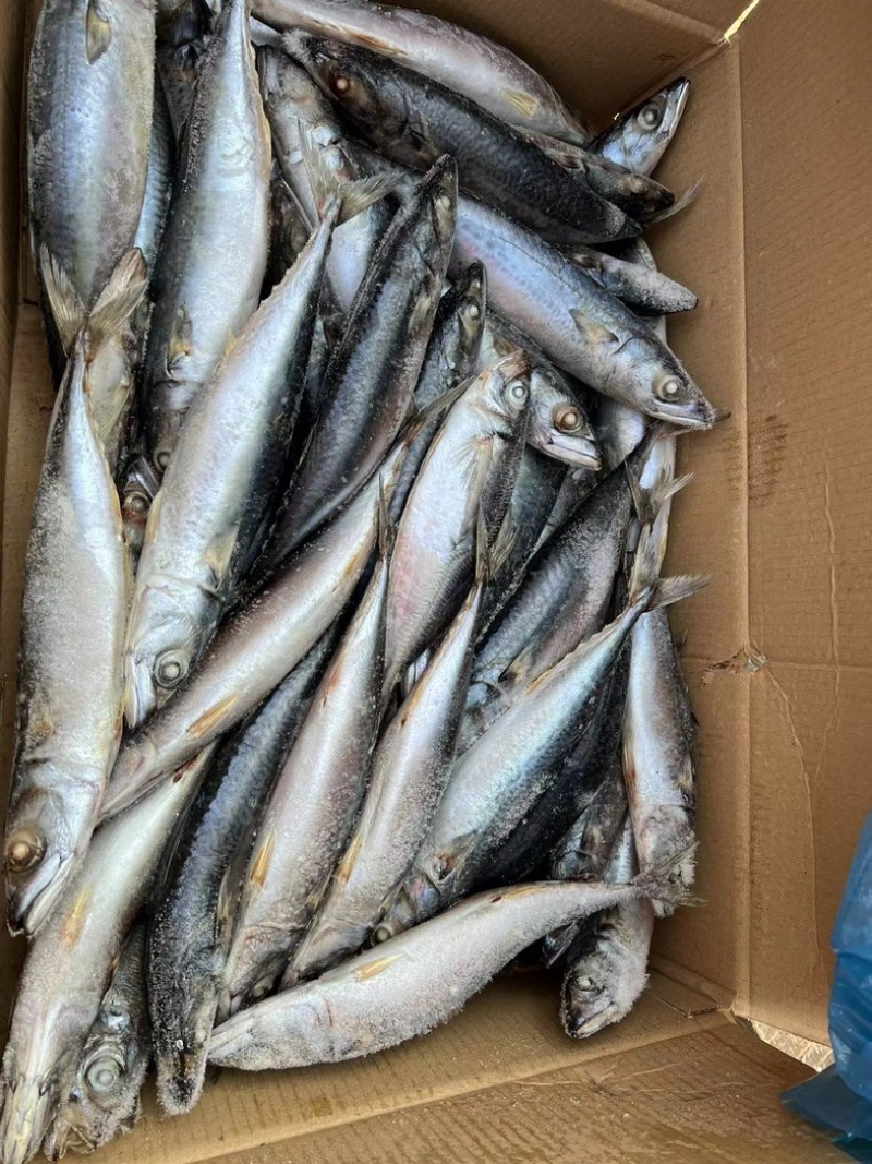灯光船冻青鱼定重纸箱套内膜带30斤一件