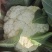 云南冬季花菜