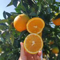 富川脐橙大量上市，基地直发，量大从优，对接全国，欢迎进店