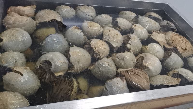 牛百叶个子叶片