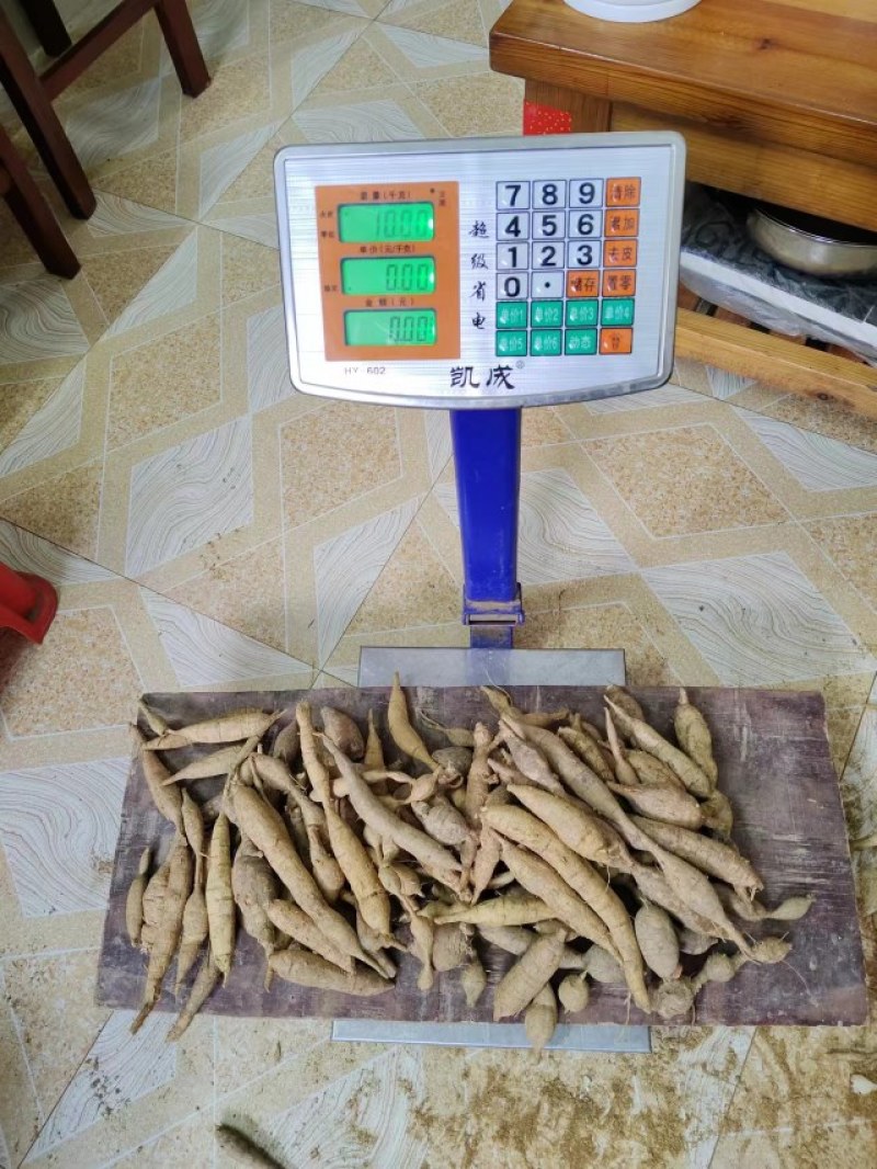 深山老林野生小叶牛