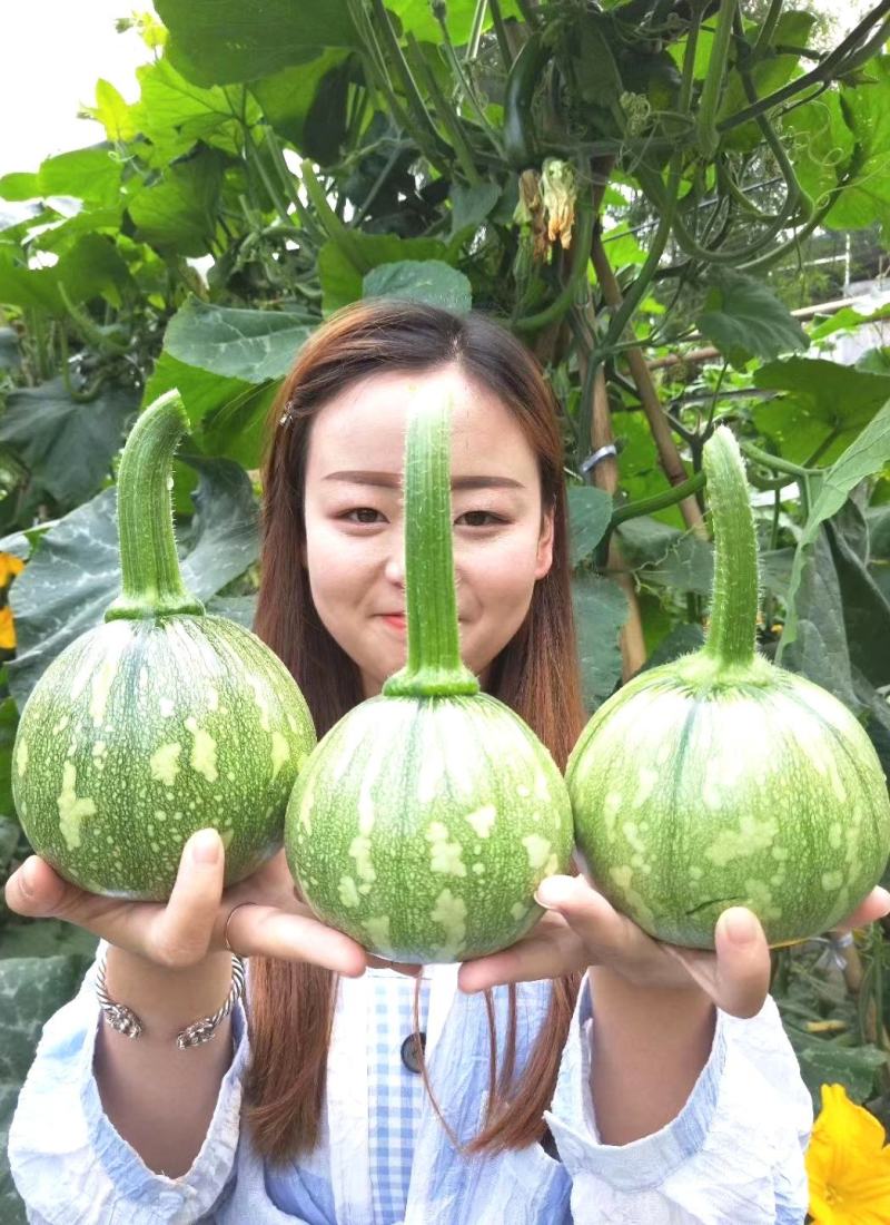南瓜种子吊吊南二号泸旺小南瓜新品瓜色靓屁股小产量高