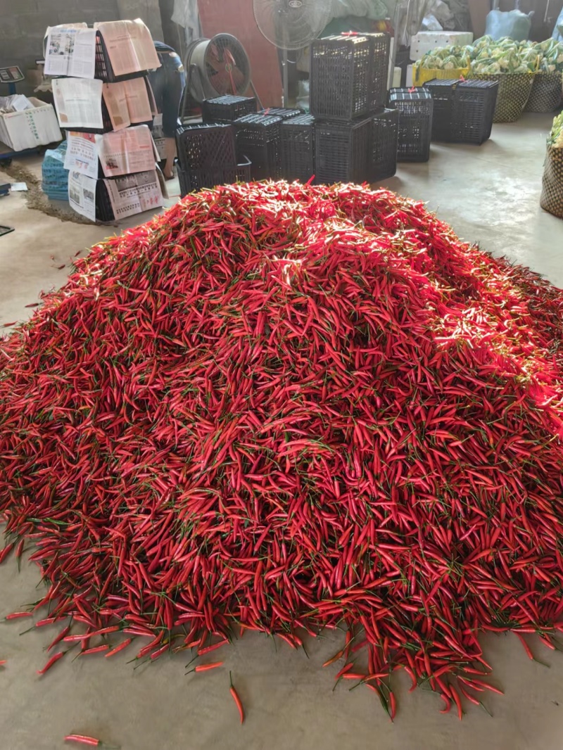 精品小米椒
