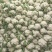 全部可套网套散花菜松花菜青梗散花菜。海拔900米露天种植