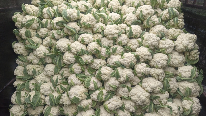 全部可套网套散花菜松花菜青梗散花菜。海拔900米露天种植