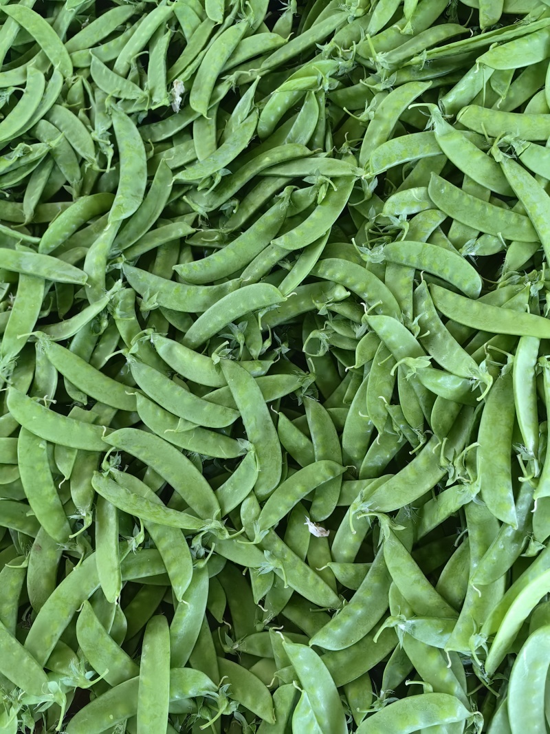 云南精品夹豆对接各大市场、超市、电商平台。一手货源