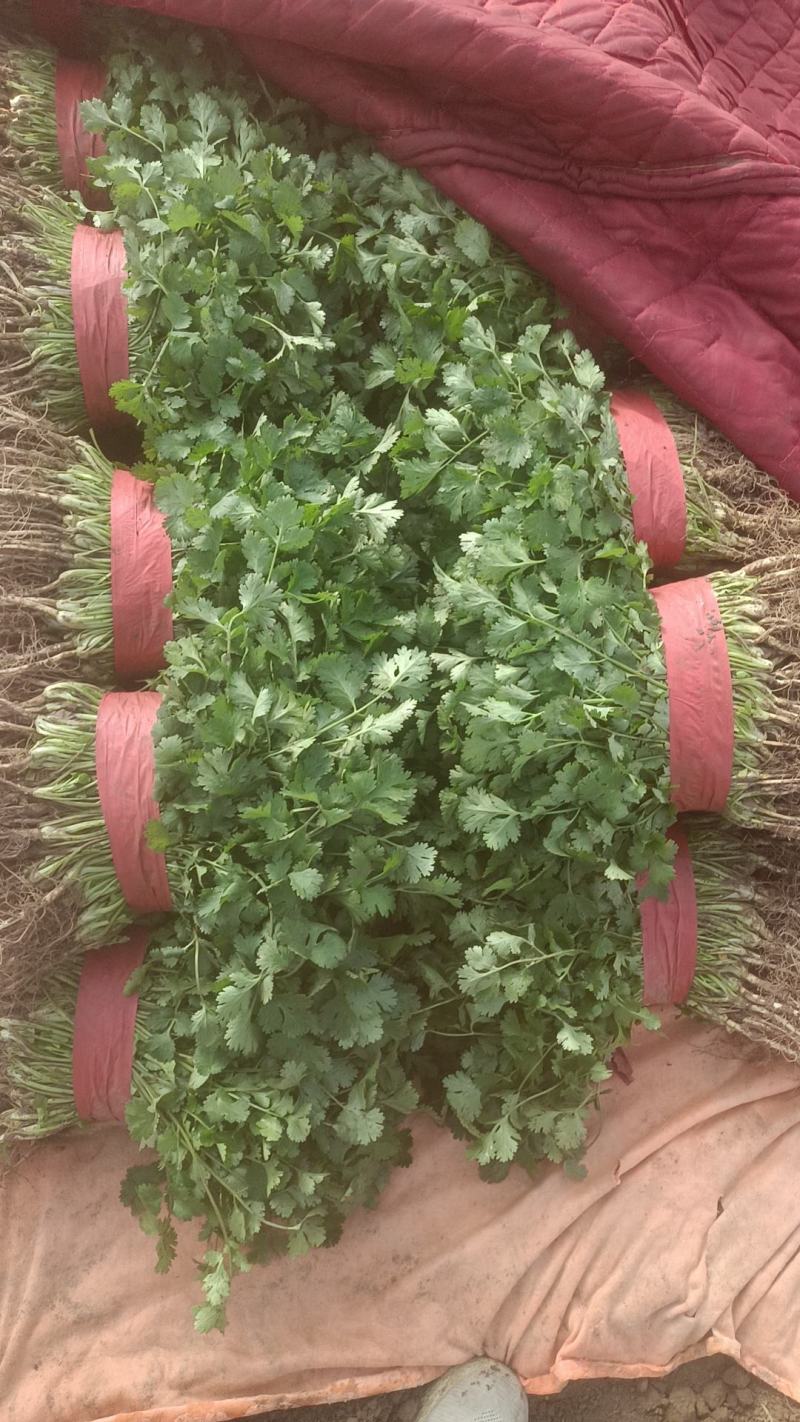 河南滑县八里营有库存香菜1万斤欢迎电联