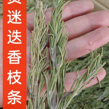 迷迭香枝条迷迭香叶