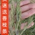 迷迭香枝条迷迭香叶