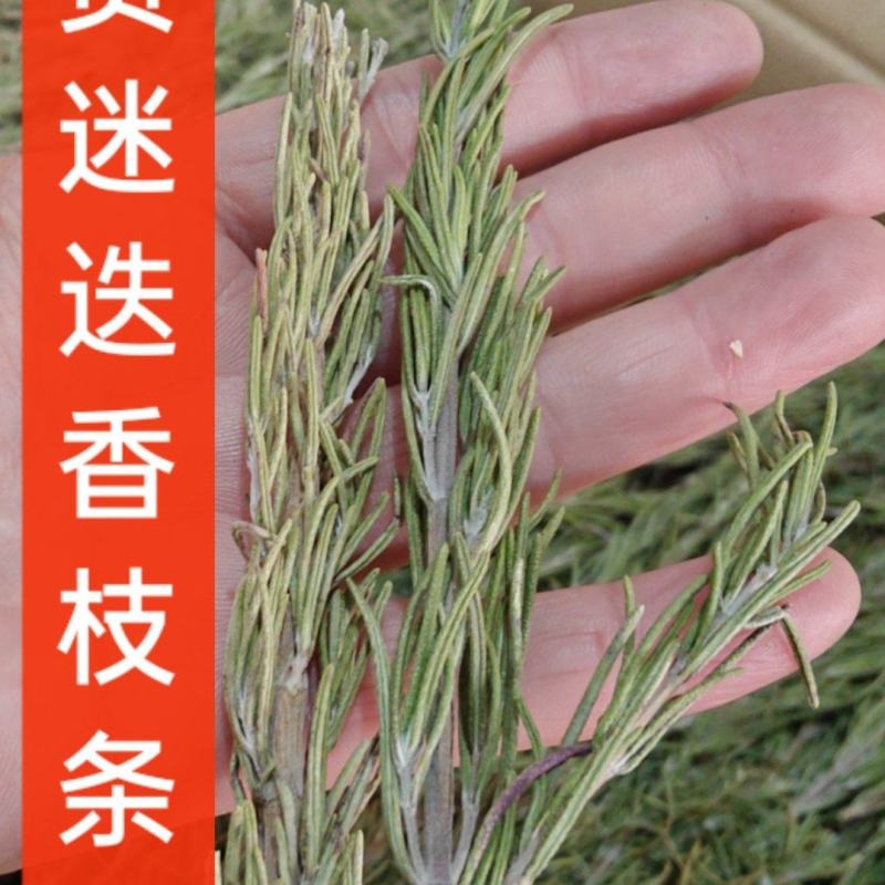 迷迭香枝条迷迭香叶