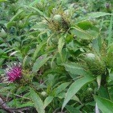 颠茄草