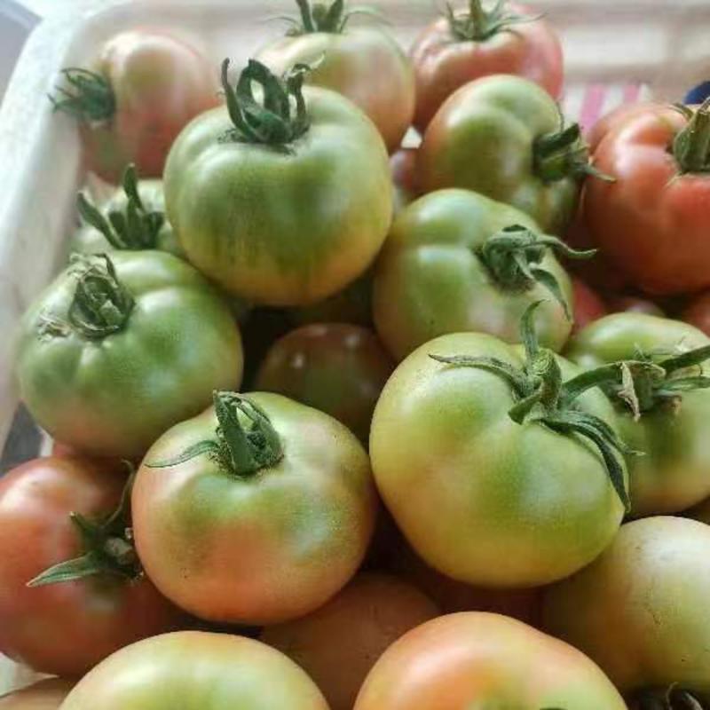 草莓柿子草莓番茄山东基地直供大量现货支持社团市场批量供货