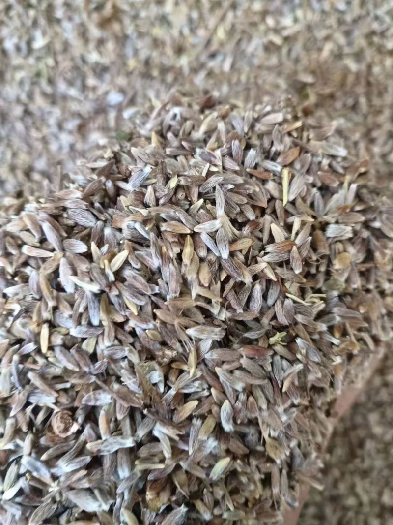 苍术，珠沙点芽率97%