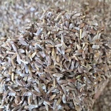 苍术，珠沙点芽率97%