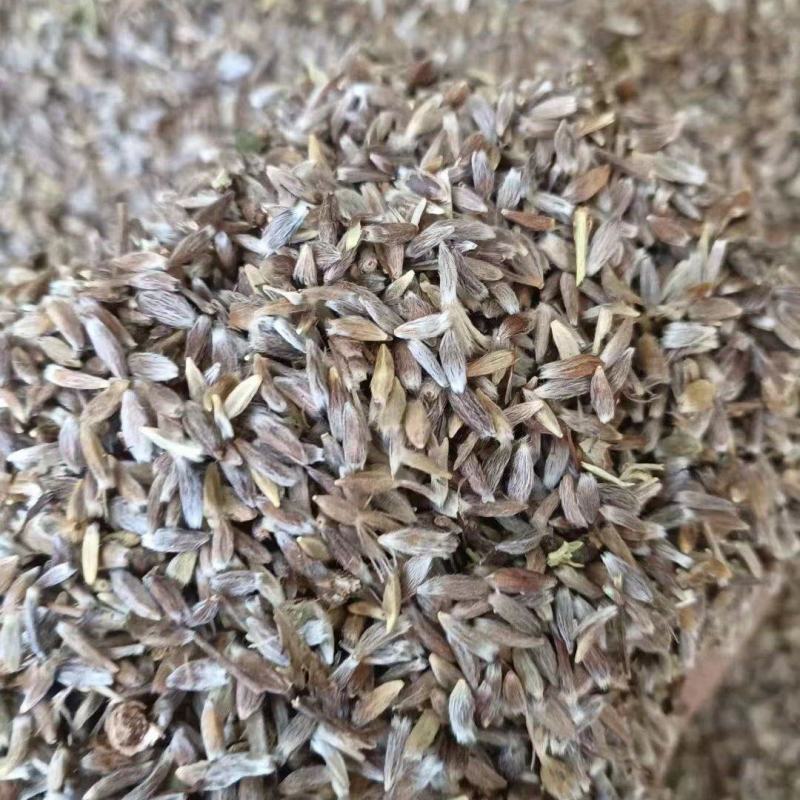 苍术，珠沙点芽率97%