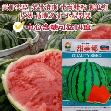 400粒原包装甜美都西瓜种子皮薄耐裂含糖量高有蜡粉特甜西
