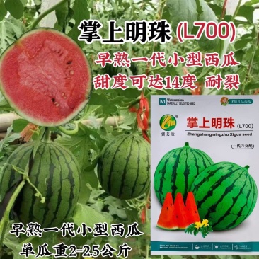 掌上明珠L700西瓜种子特甜礼品西瓜品种早熟小型西瓜种籽