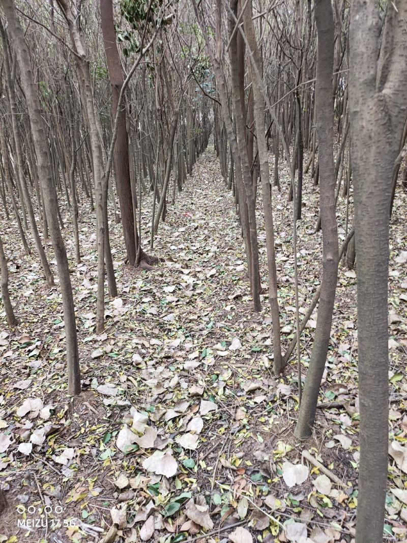 十年以上大叶女现货量大从优价格好商量要多少棵都行