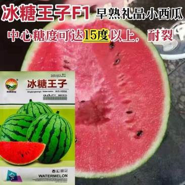 冰糖王子西瓜种子特甜早熟圆形礼品西瓜种子花皮红肉糖度高耐