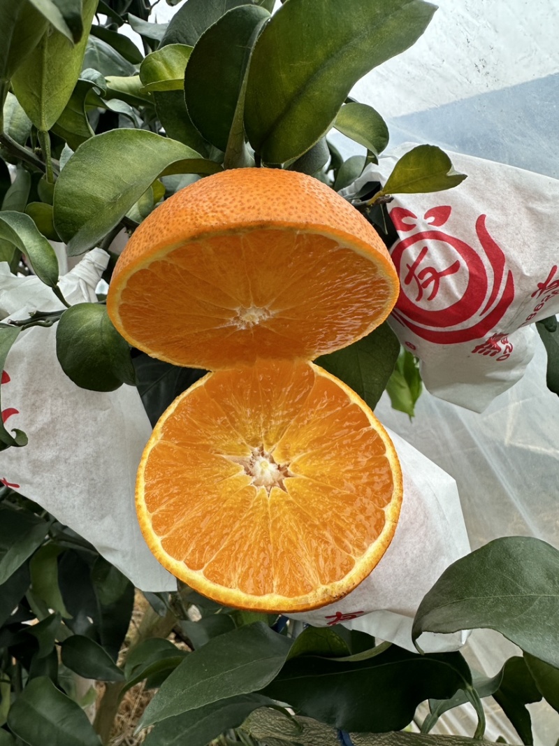 现货四川爱媛果冻橙新鲜橙子一件代发