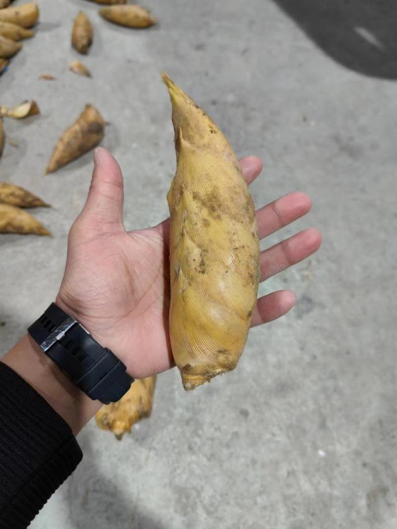 福建精品黄泥冬笋，产地直发，品质保证，量大从优