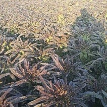 湖北当阳有大量窝笋，优质红尖叶窝笋大量上市