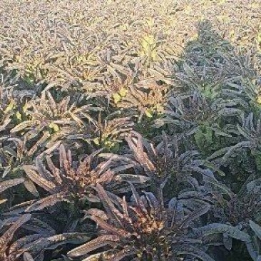 湖北当阳有大量窝笋，优质红尖叶窝笋大量上市