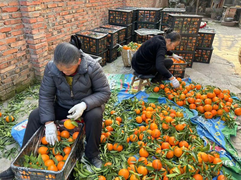 精品玫瑰香柑大量供应产地直发价格美丽欢迎来电咨询