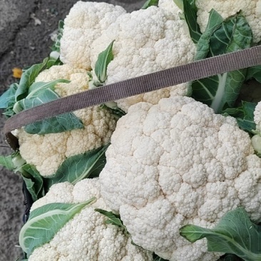 有机花菜，商超市场大量有货