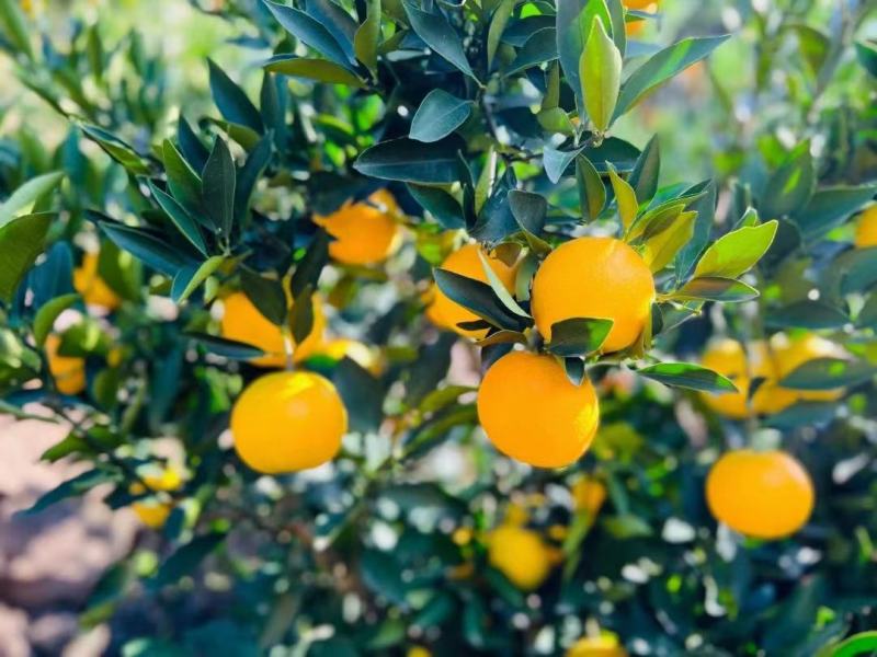 普脐