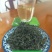 广东乐昌白毛茶（绿茶）
