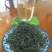 广东乐昌白毛茶（绿茶）