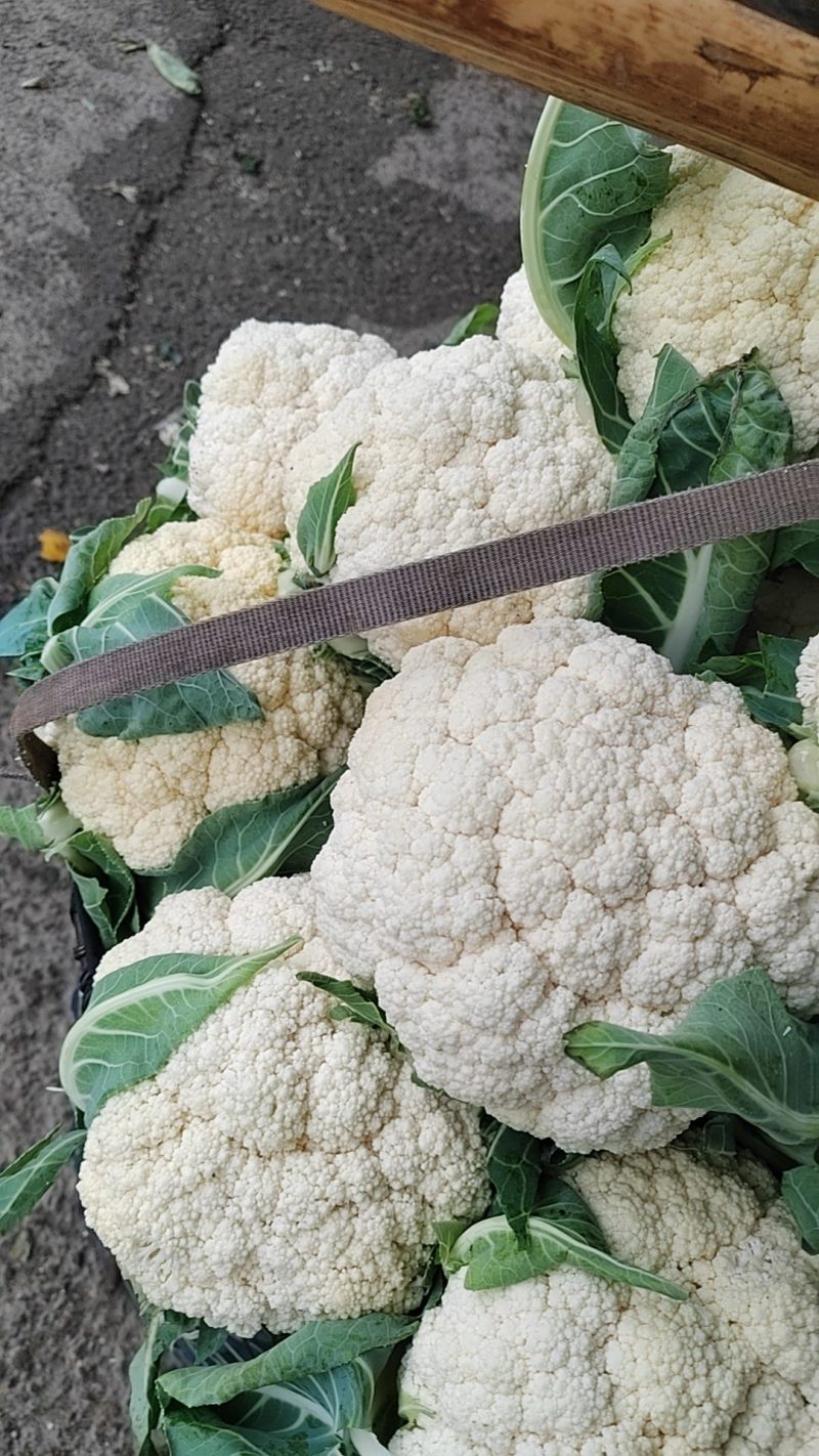 有机花菜，商超市场大量有货