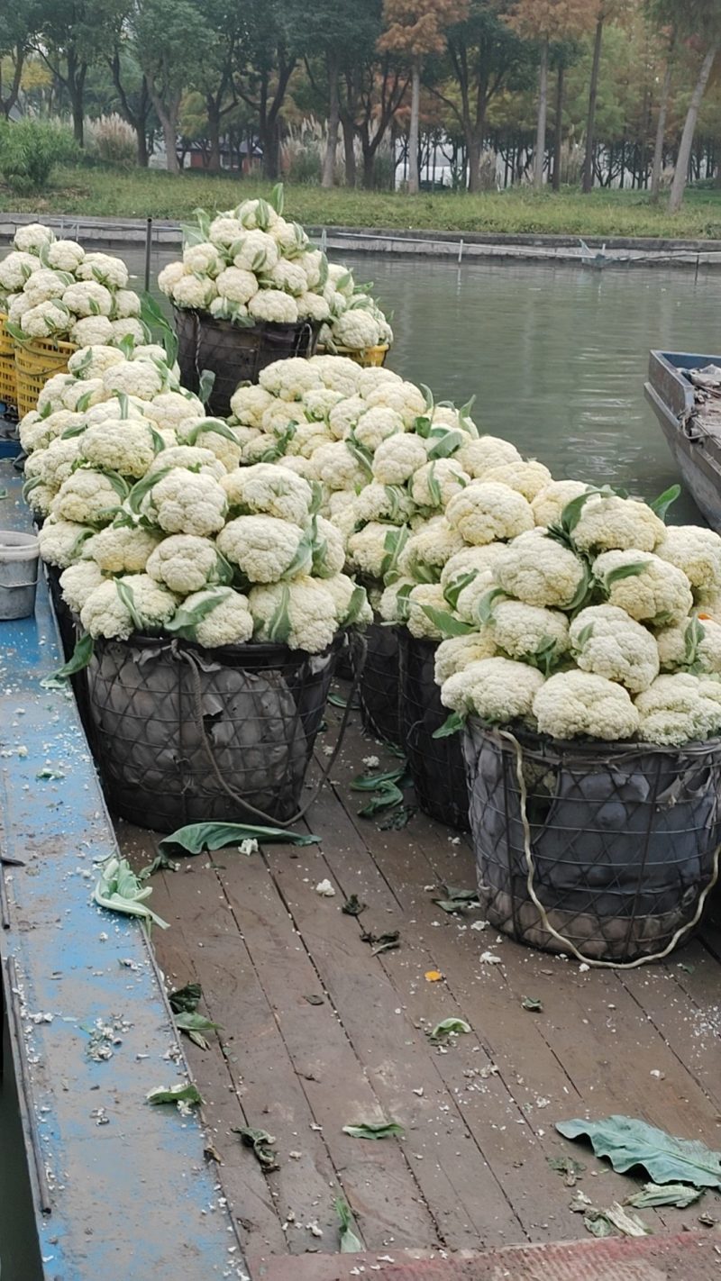 有机花菜，商超市场大量有货