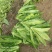 油麦菜