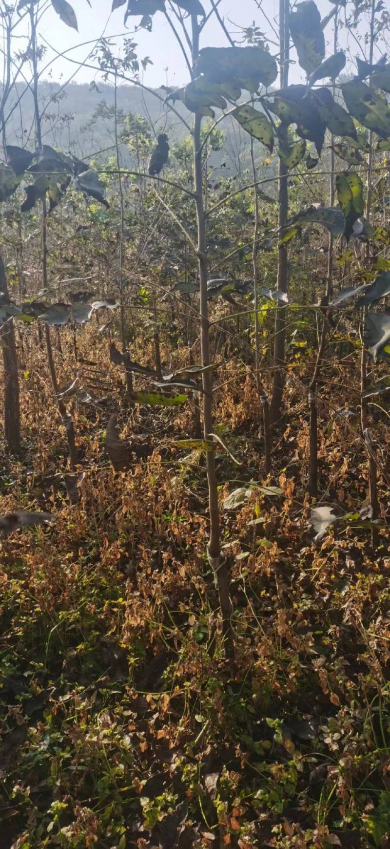 碧根果苗薄壳山核桃苗