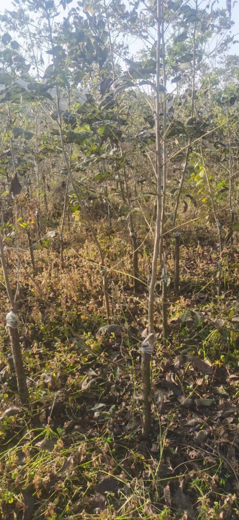 碧根果苗薄壳山核桃苗