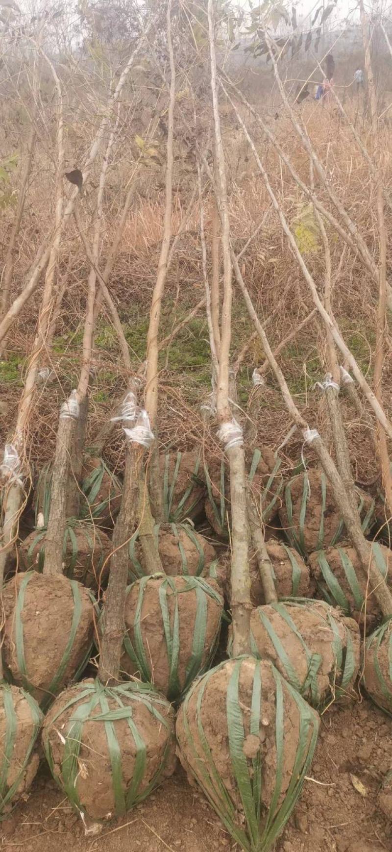 碧根果苗薄壳山核桃苗