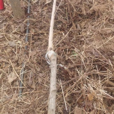 碧根果苗薄壳山核桃苗