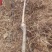 碧根果苗薄壳山核桃苗
