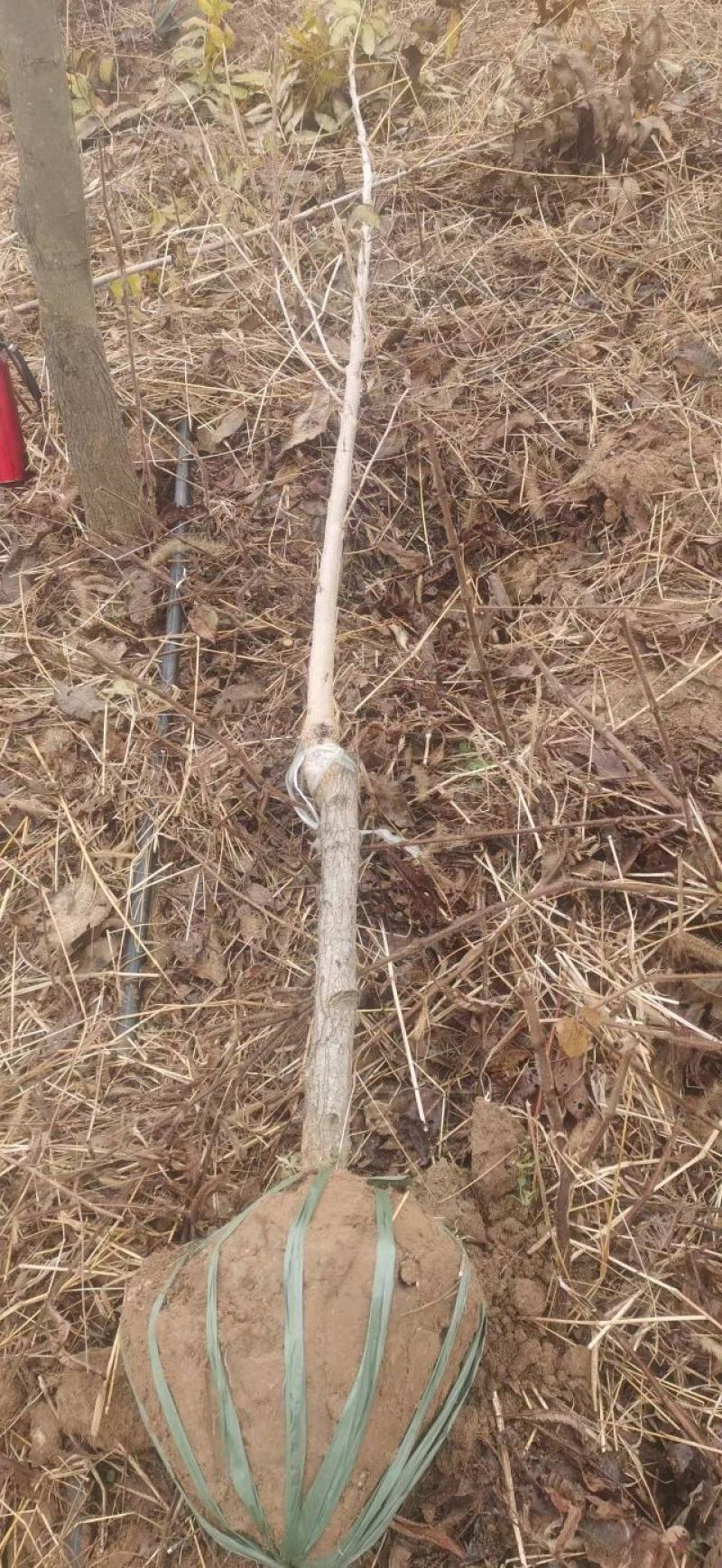 碧根果苗薄壳山核桃苗