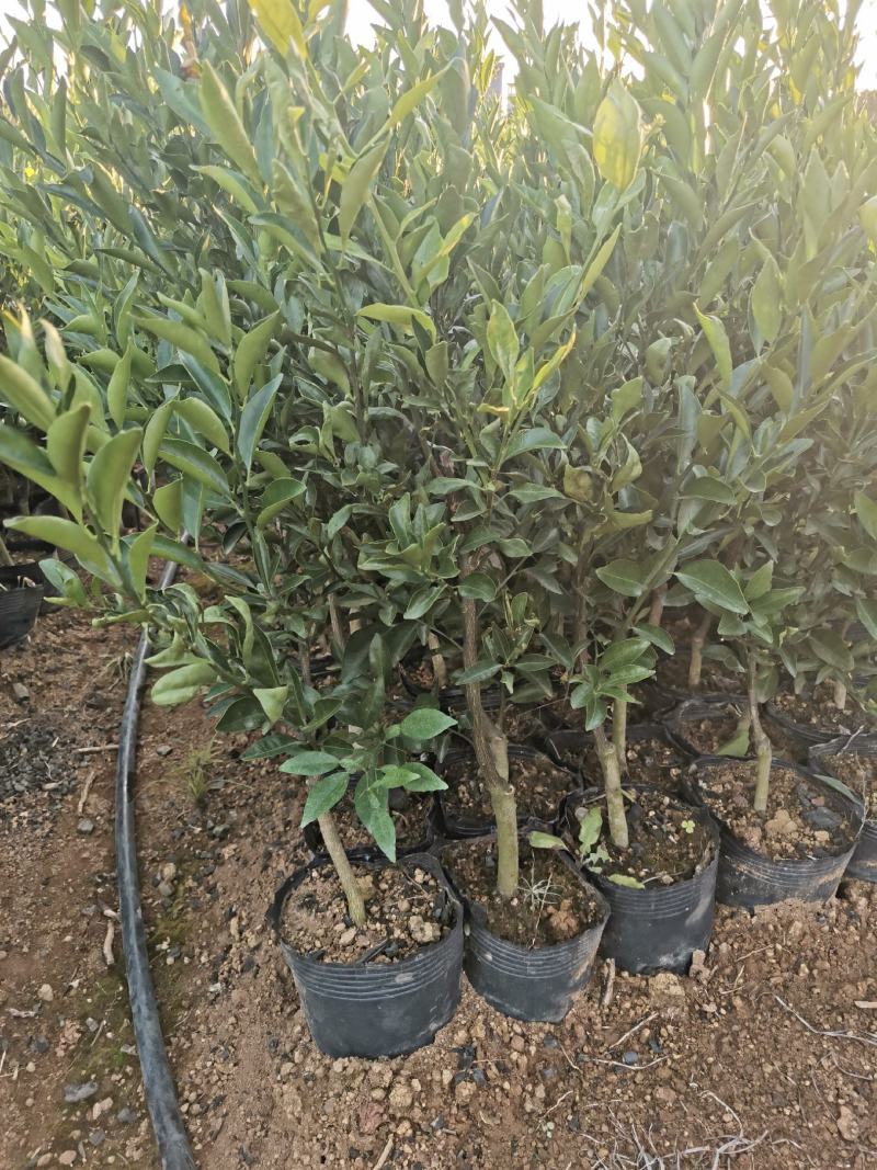新会柑（大红柑，陈皮柑，茶枝柑，小青柑，皮皮柑）免费技术
