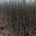 牛【精选砀山梨树】正宗产地梨树支持全国发货