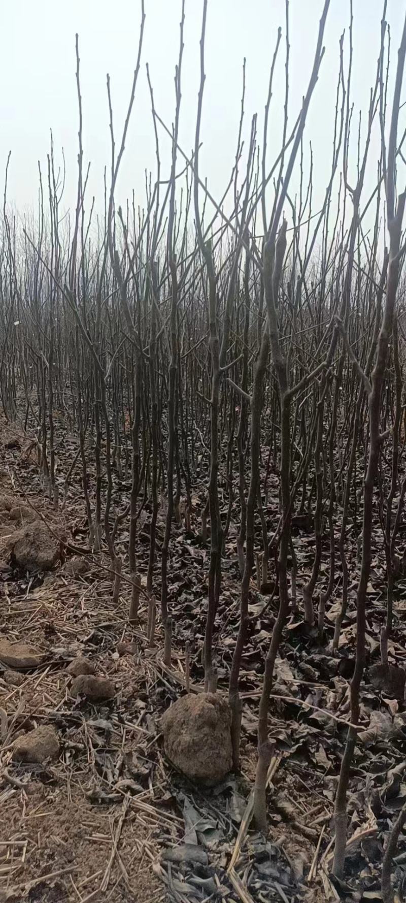 牛【精选砀山梨树】正宗产地梨树支持全国发货