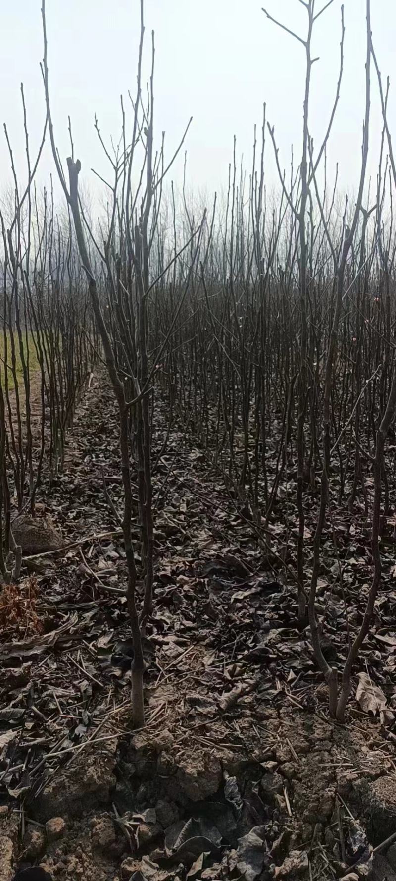 牛【精选砀山梨树】正宗产地梨树支持全国发货