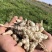 【螺丝菜】精品优质玉环菜，又名宝塔菜鲜货产地直发