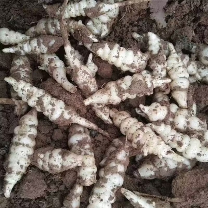【螺丝菜】精品优质玉环菜，又名宝塔菜鲜货产地直发